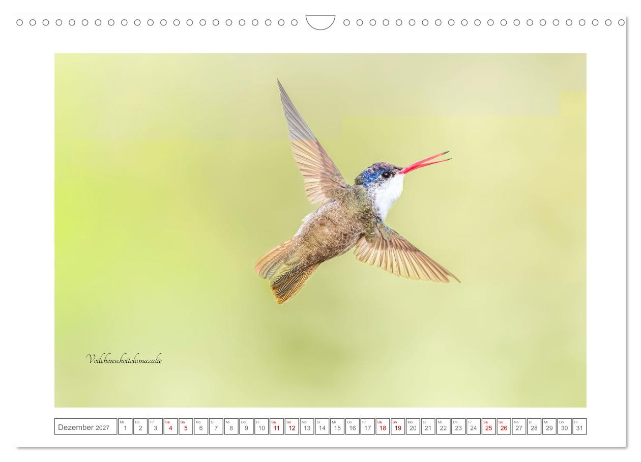 Traumhaft nah dran an Kolibris