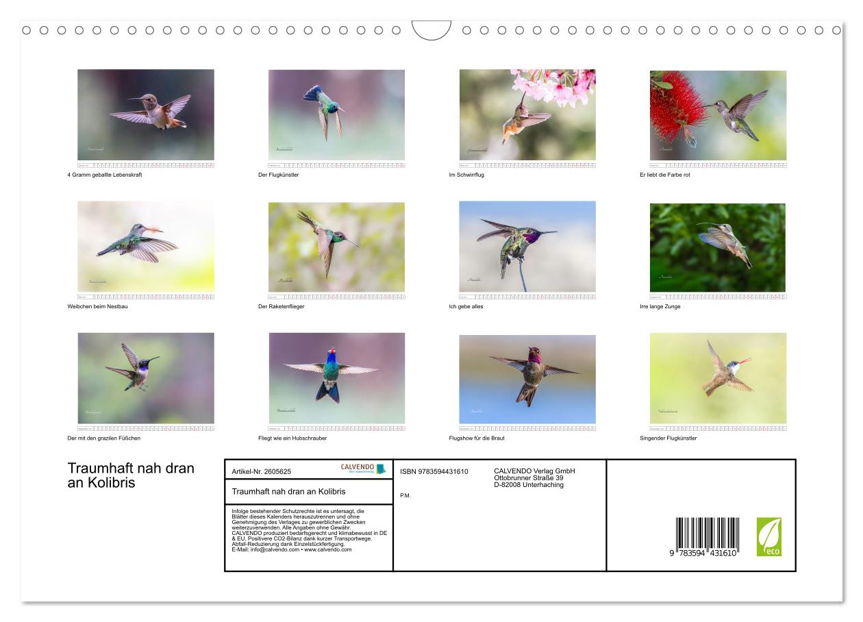 Traumhaft nah dran an Kolibris
