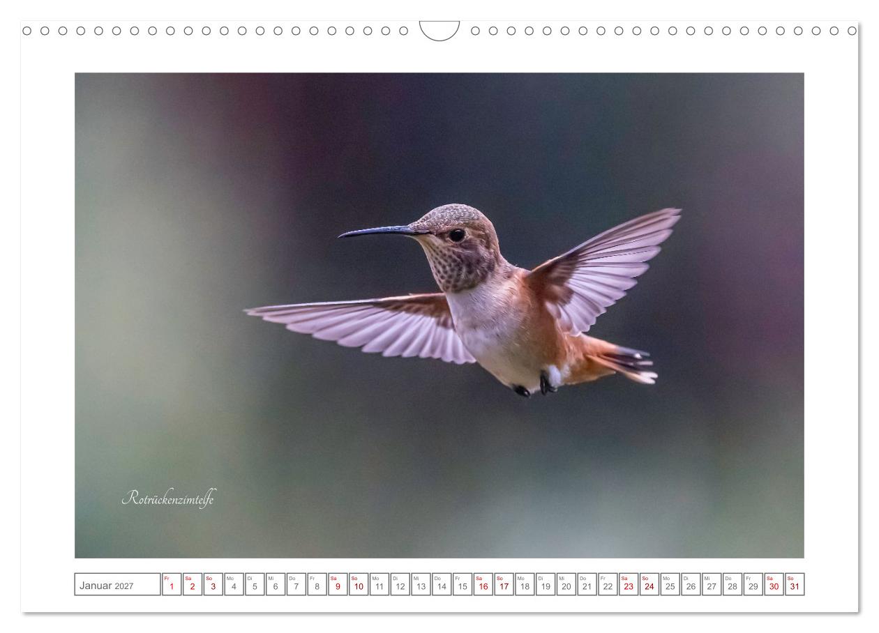 Traumhaft nah dran an Kolibris
