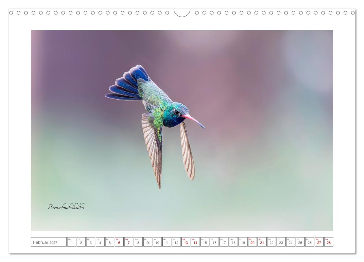 Traumhaft nah dran an Kolibris