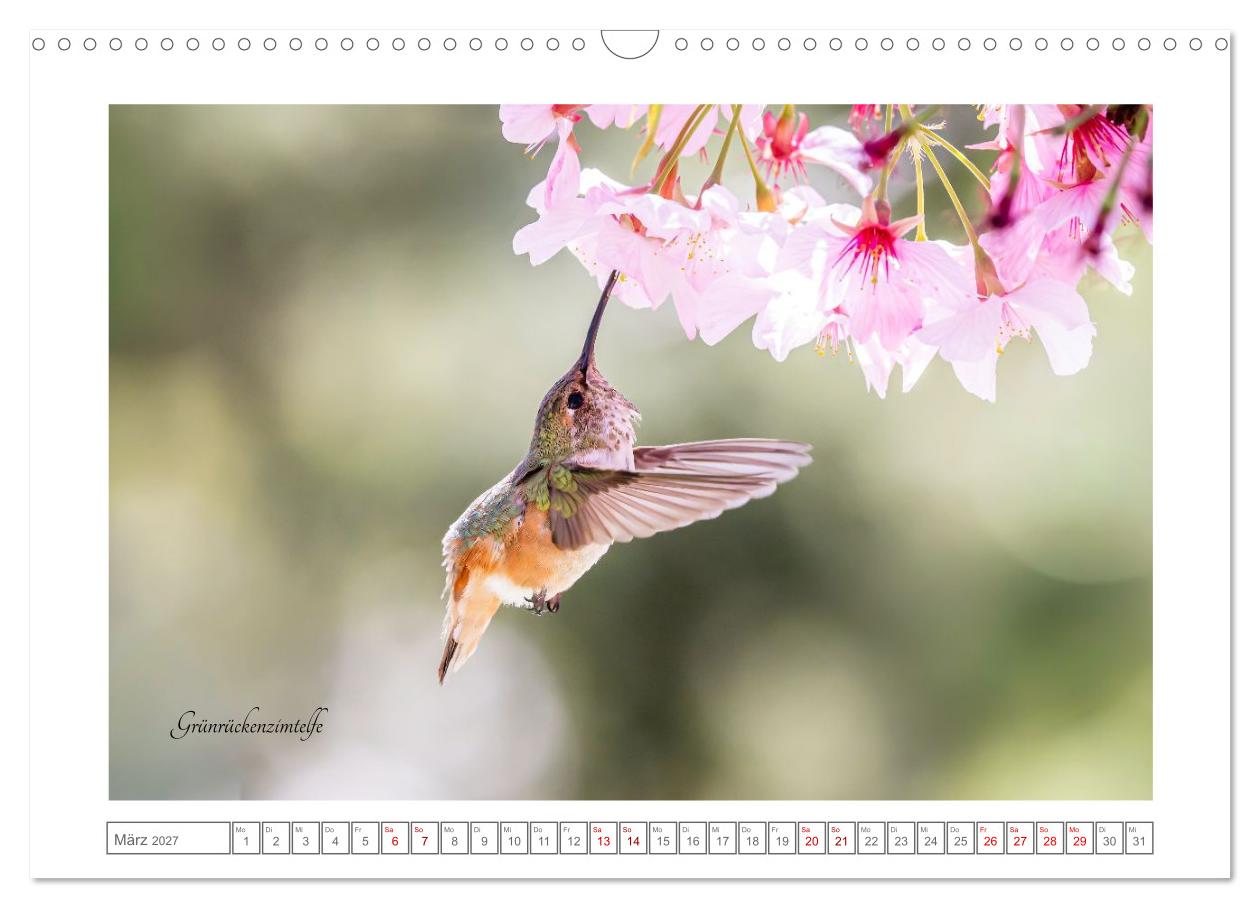Traumhaft nah dran an Kolibris
