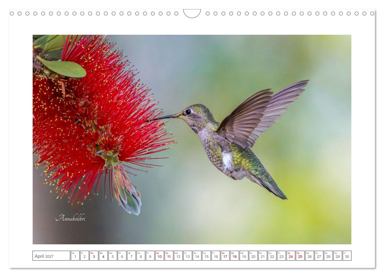 Traumhaft nah dran an Kolibris