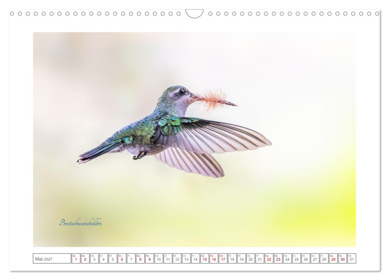 Traumhaft nah dran an Kolibris