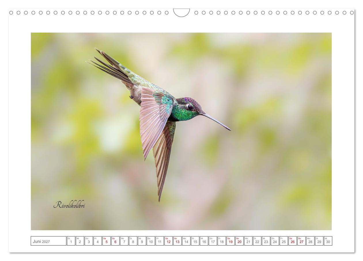 Traumhaft nah dran an Kolibris