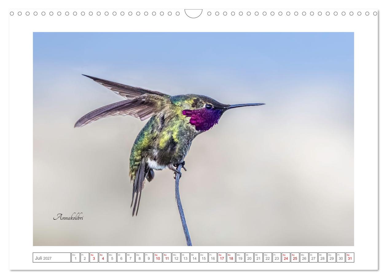 Traumhaft nah dran an Kolibris