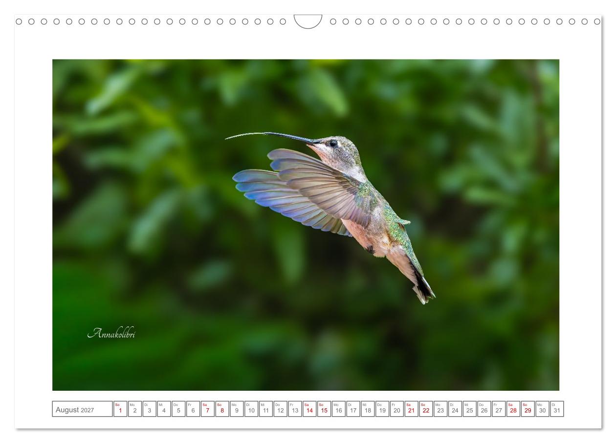 Traumhaft nah dran an Kolibris