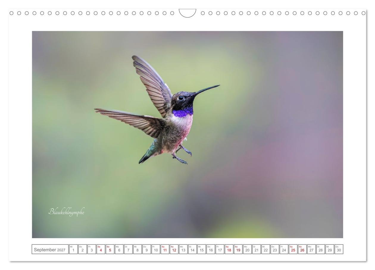Traumhaft nah dran an Kolibris