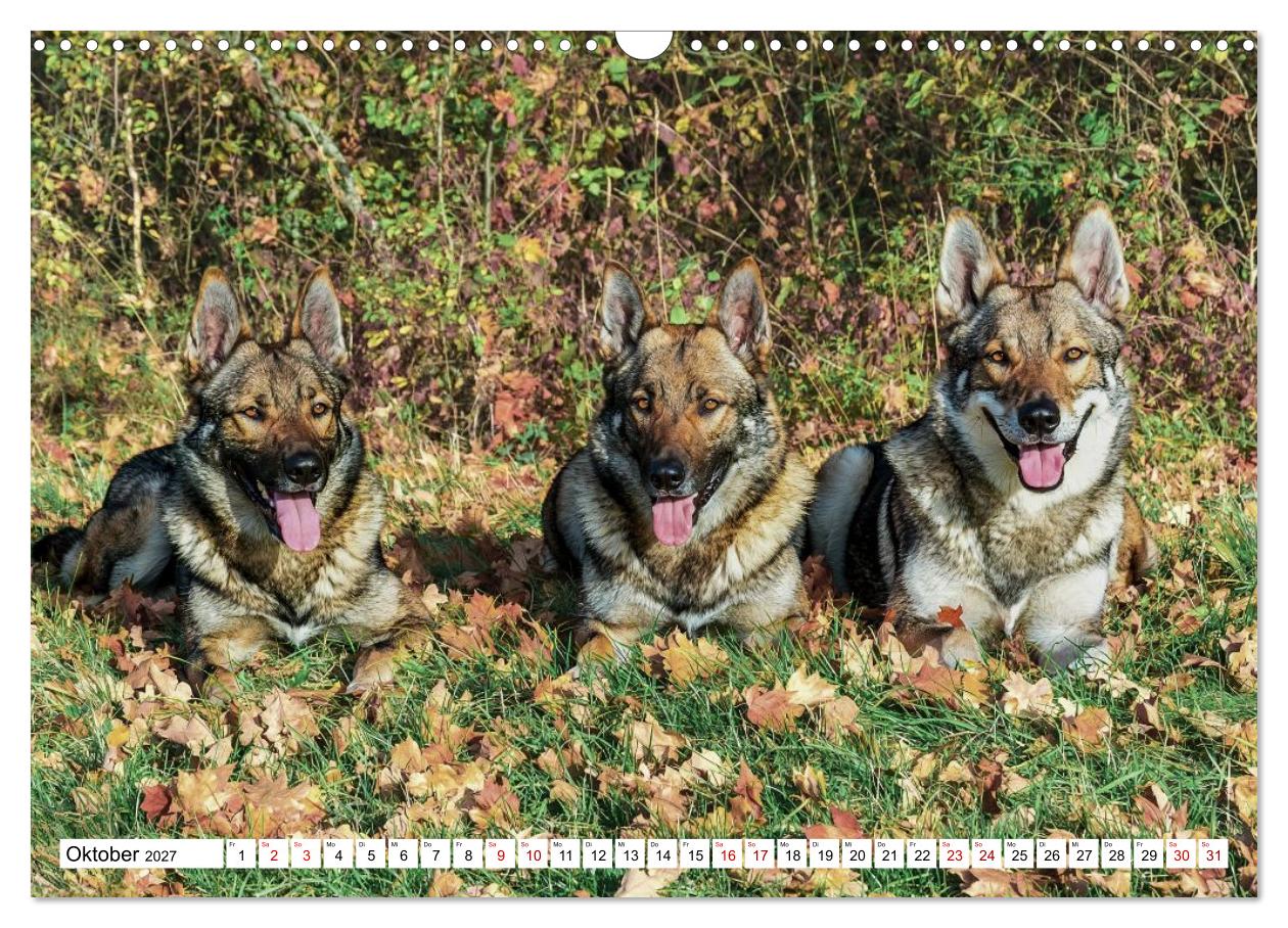 Geheimnisvolle Wolfhunde