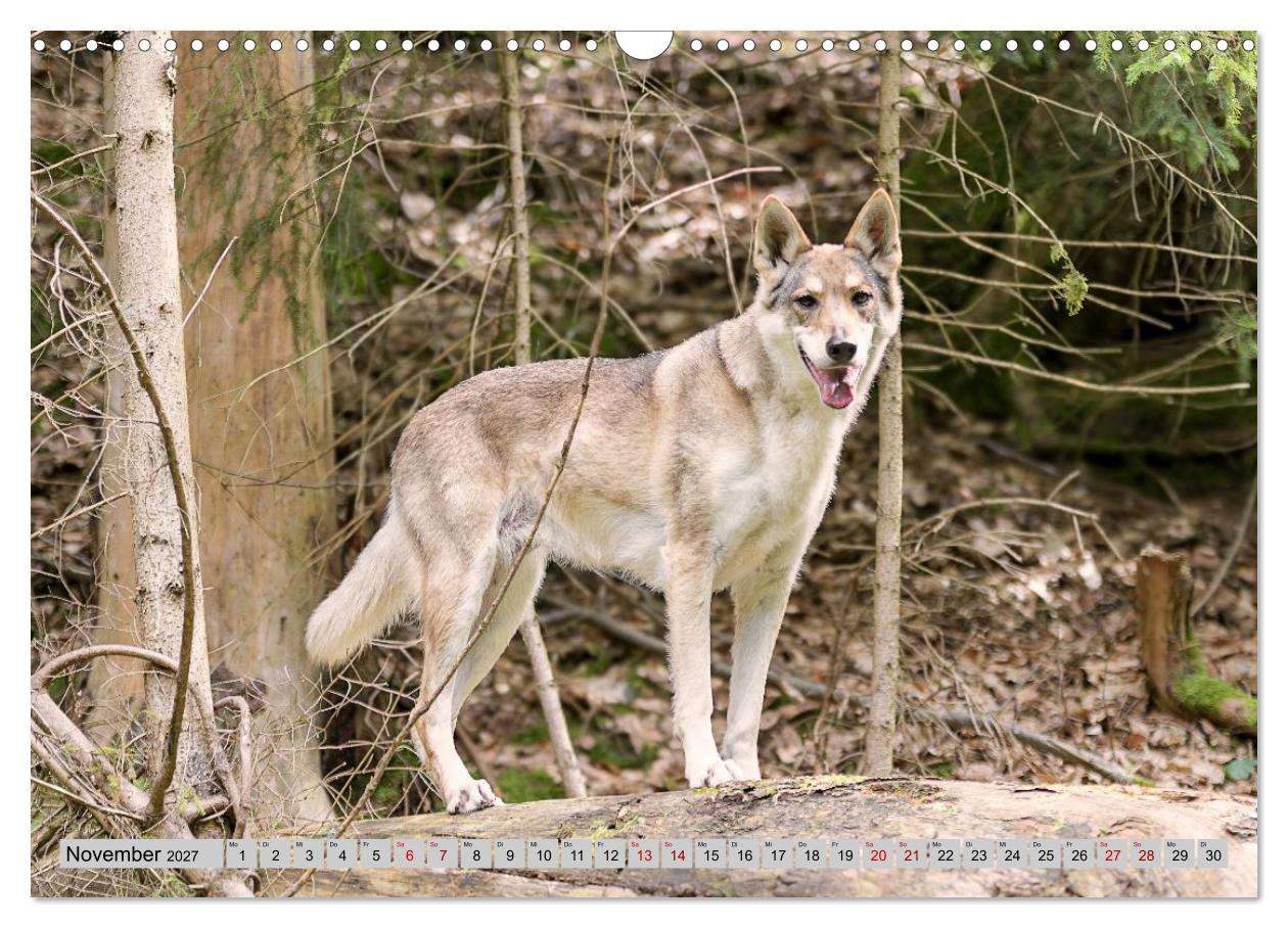 Geheimnisvolle Wolfhunde