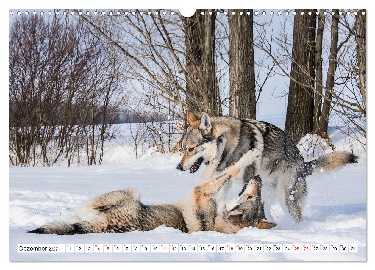 Geheimnisvolle Wolfhunde