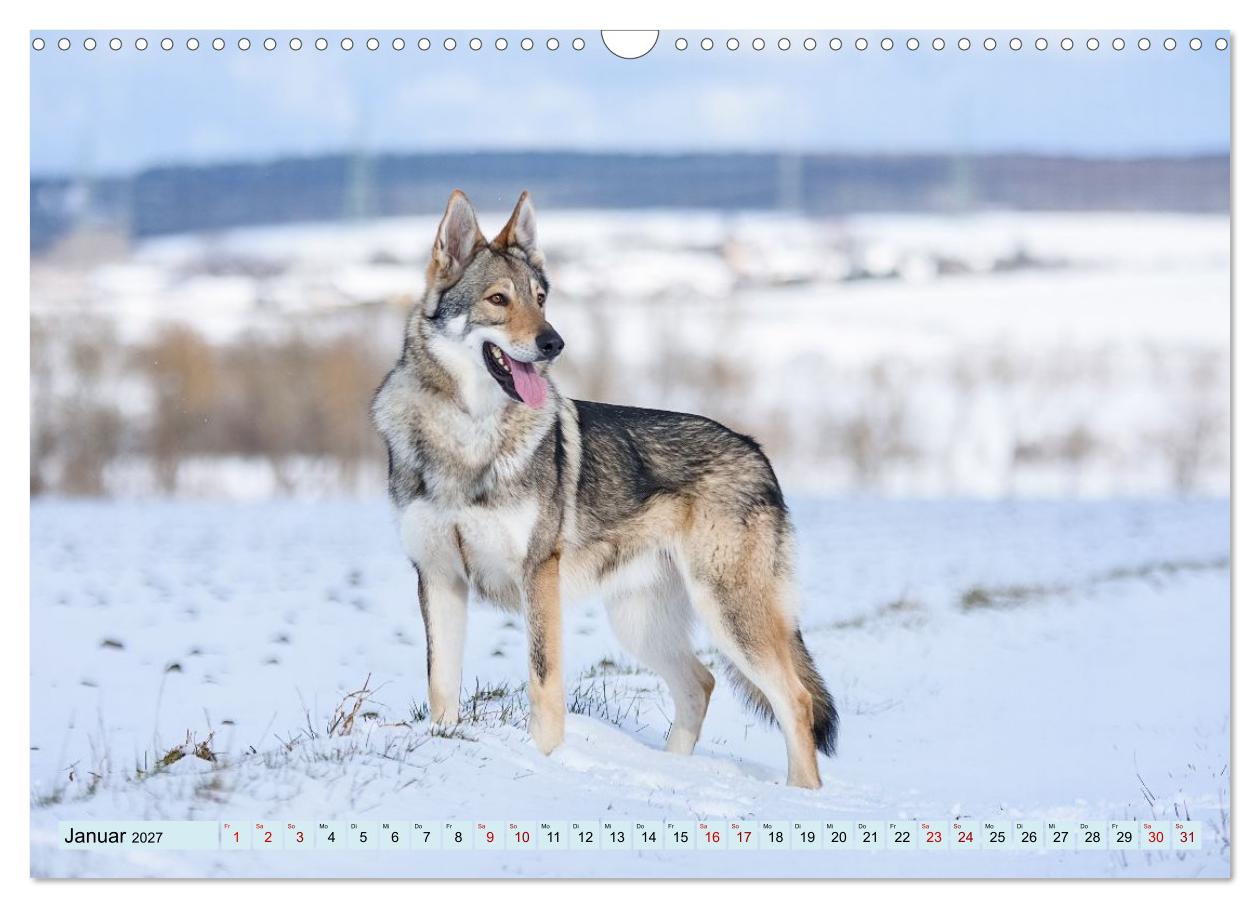 Geheimnisvolle Wolfhunde