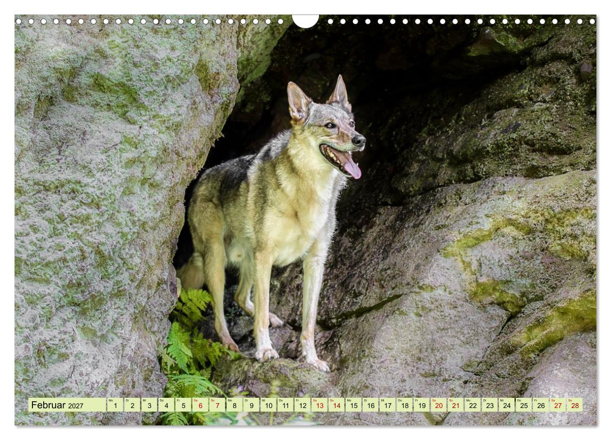 Geheimnisvolle Wolfhunde