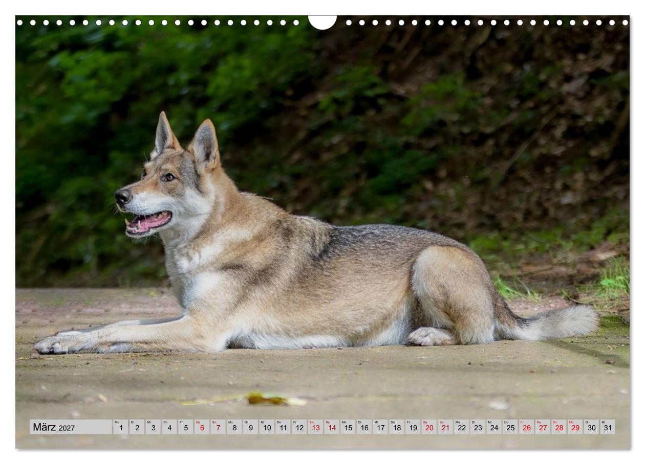Geheimnisvolle Wolfhunde