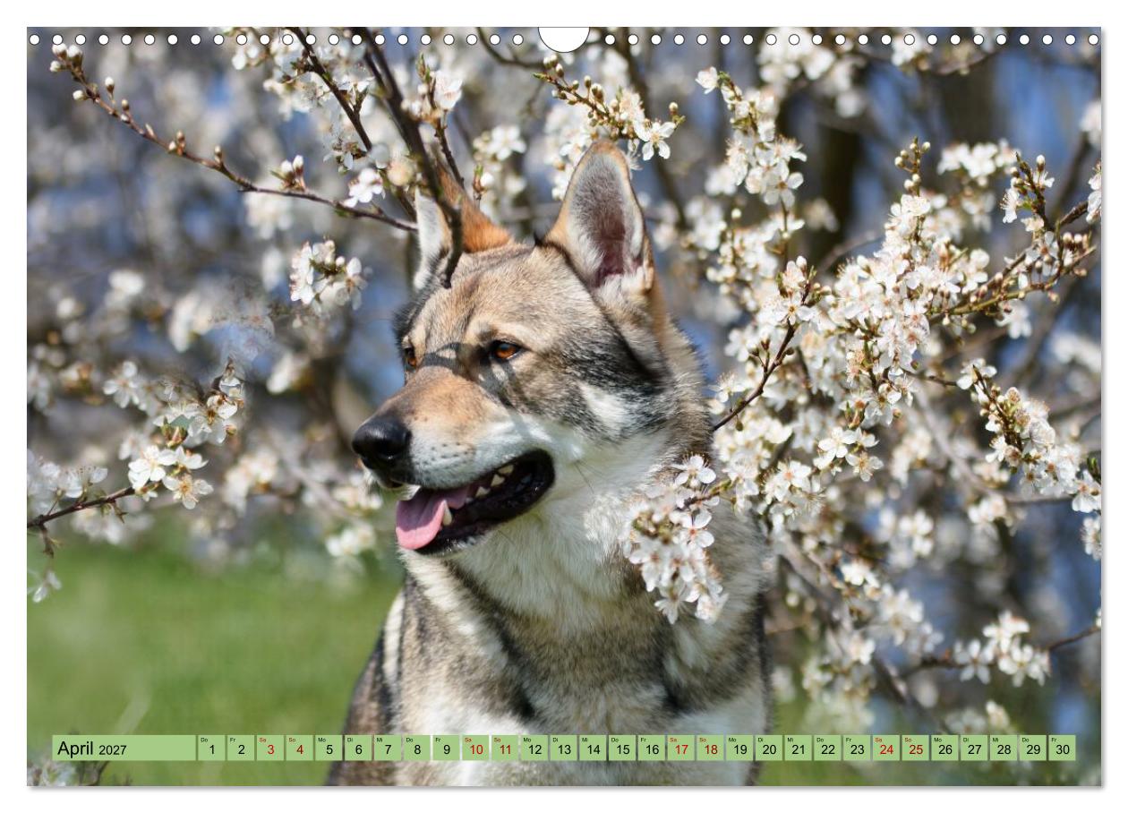 Geheimnisvolle Wolfhunde