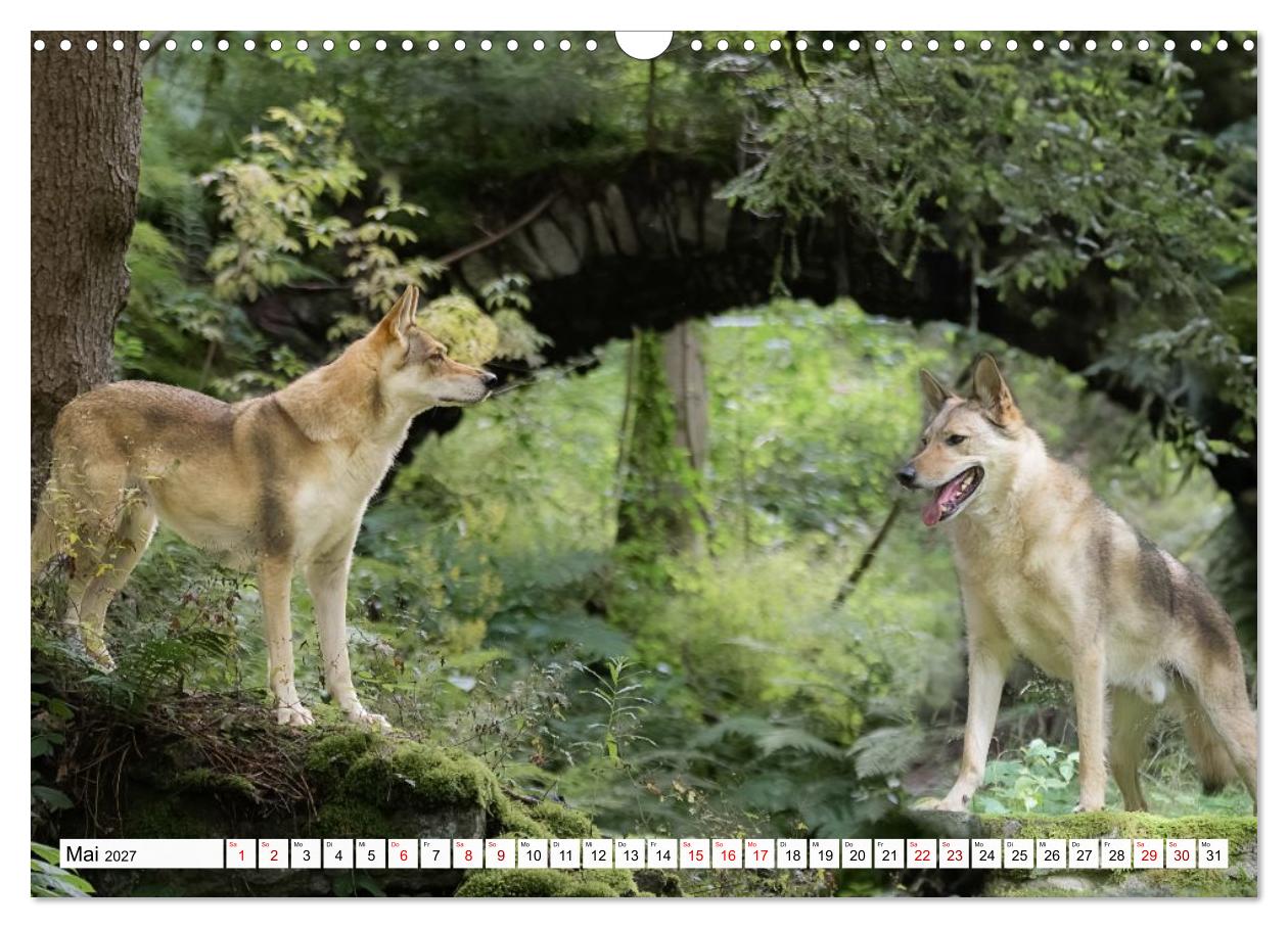 Geheimnisvolle Wolfhunde