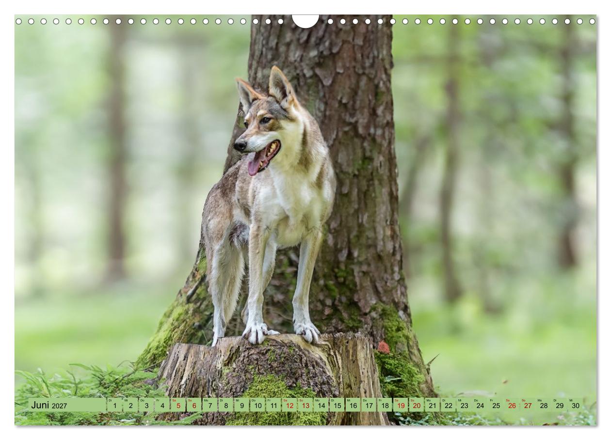 Geheimnisvolle Wolfhunde