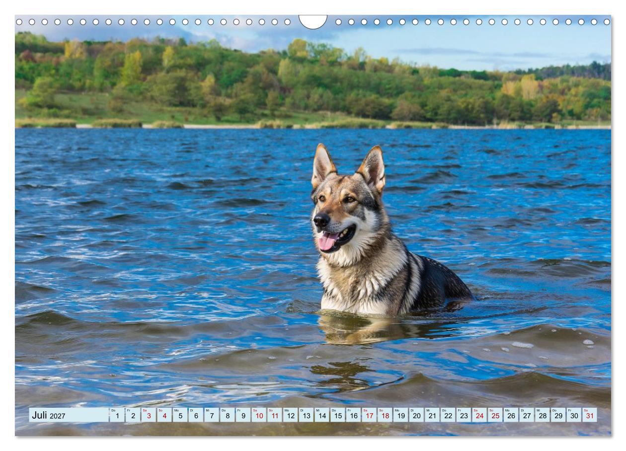Geheimnisvolle Wolfhunde