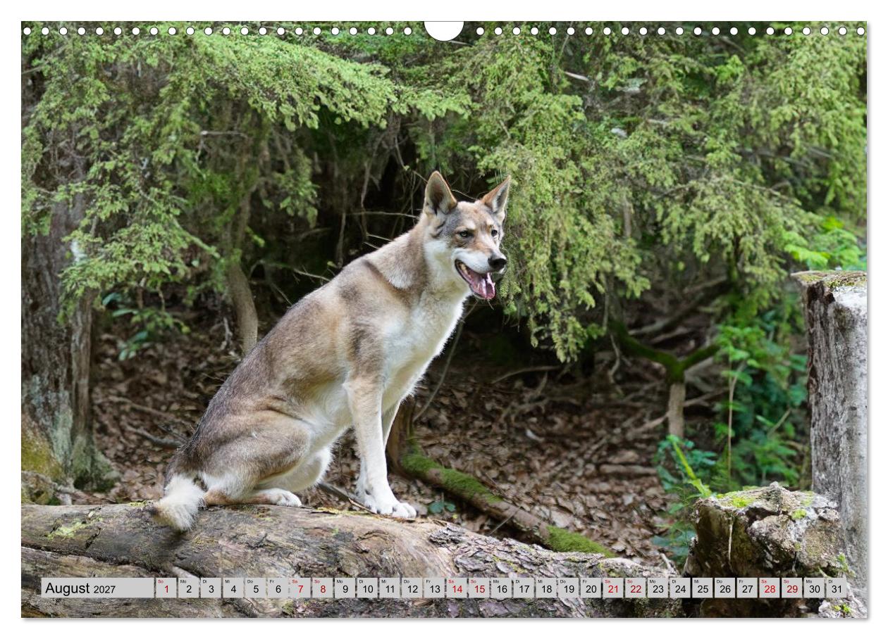 Geheimnisvolle Wolfhunde
