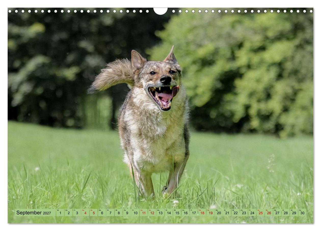 Geheimnisvolle Wolfhunde