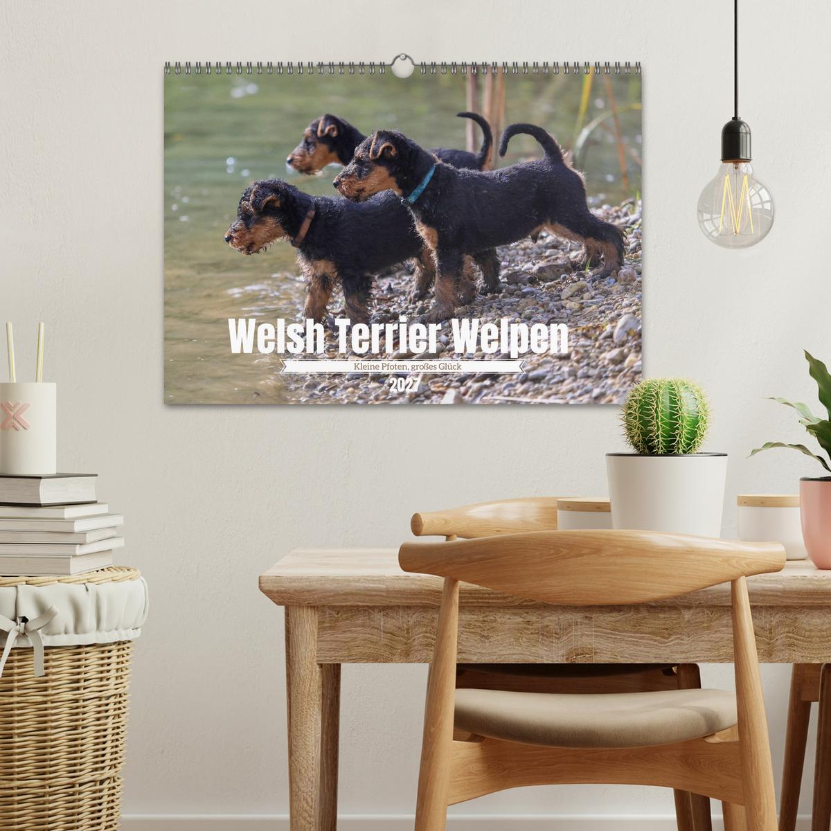 Welsh Terrier Welpen - Kleine Pfoten, großes Glück