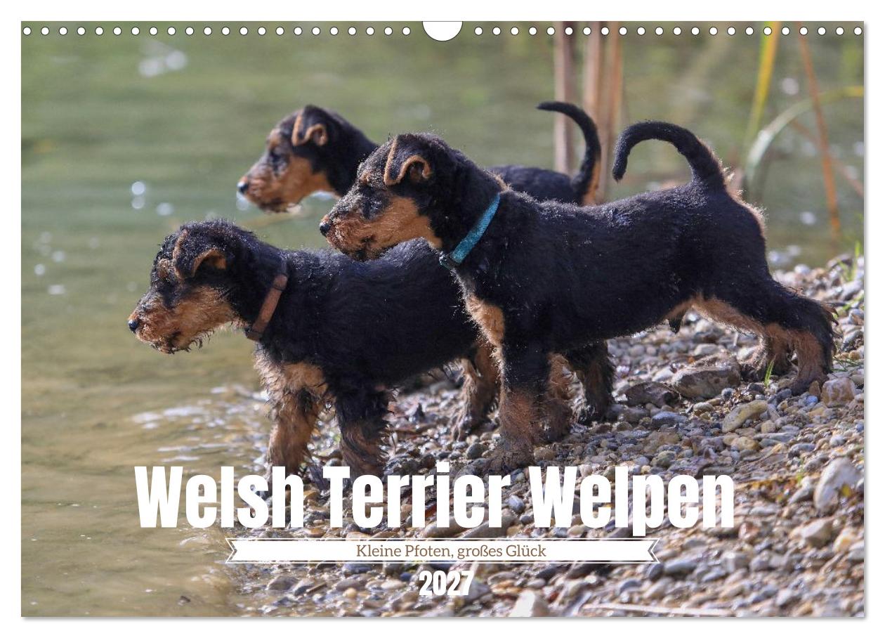 Welsh Terrier Welpen - Kleine Pfoten, großes Glück