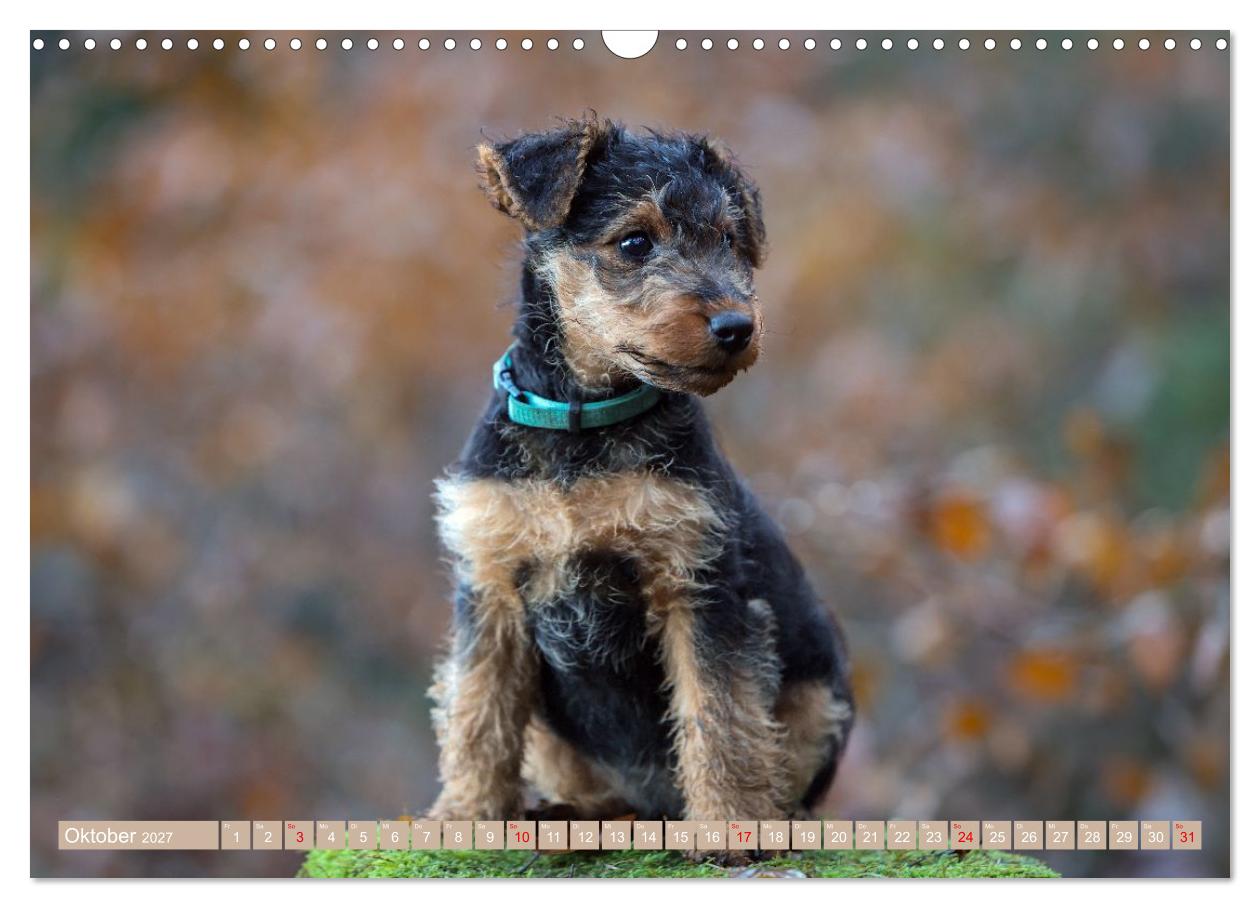 Welsh Terrier Welpen - Kleine Pfoten, großes Glück