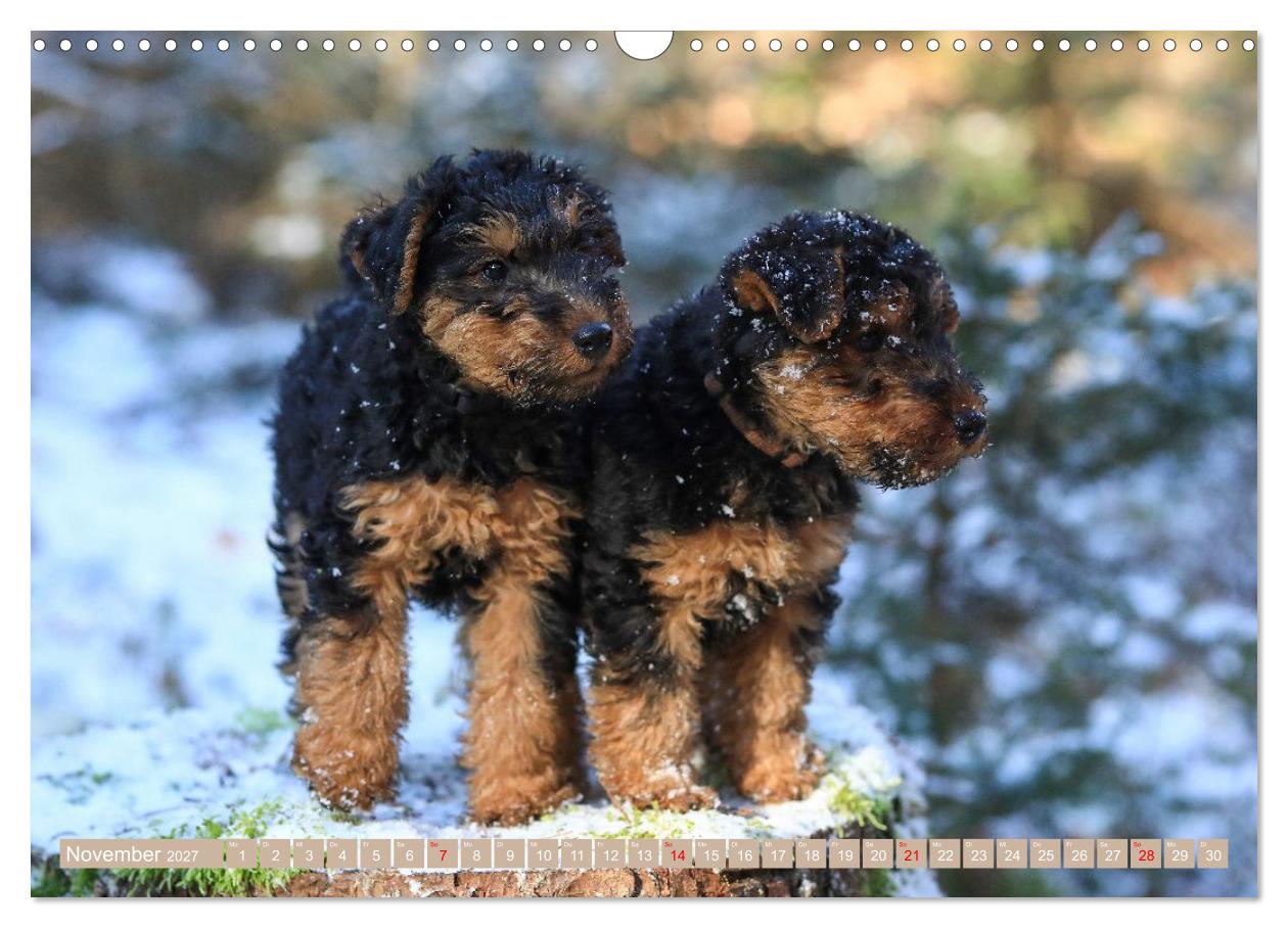 Welsh Terrier Welpen - Kleine Pfoten, großes Glück