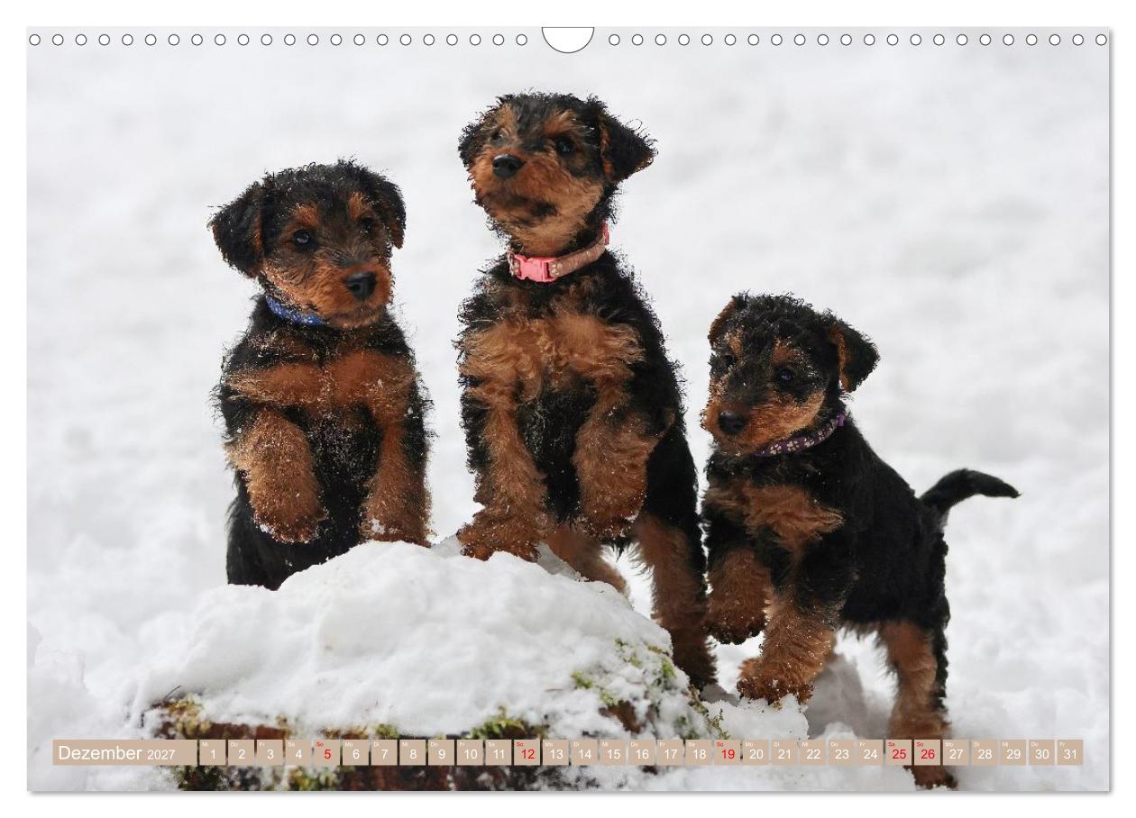 Welsh Terrier Welpen - Kleine Pfoten, großes Glück
