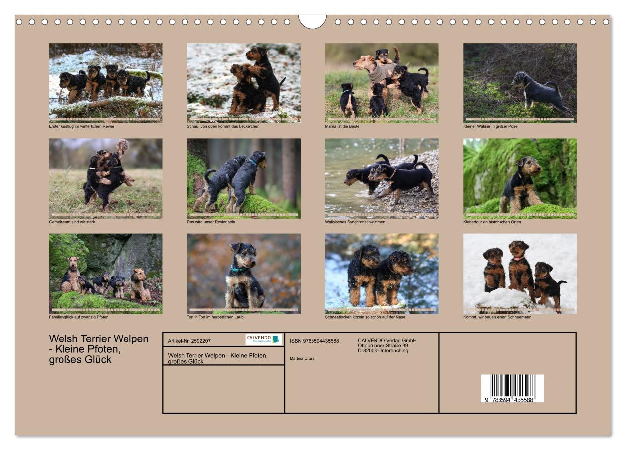 Welsh Terrier Welpen - Kleine Pfoten, großes Glück