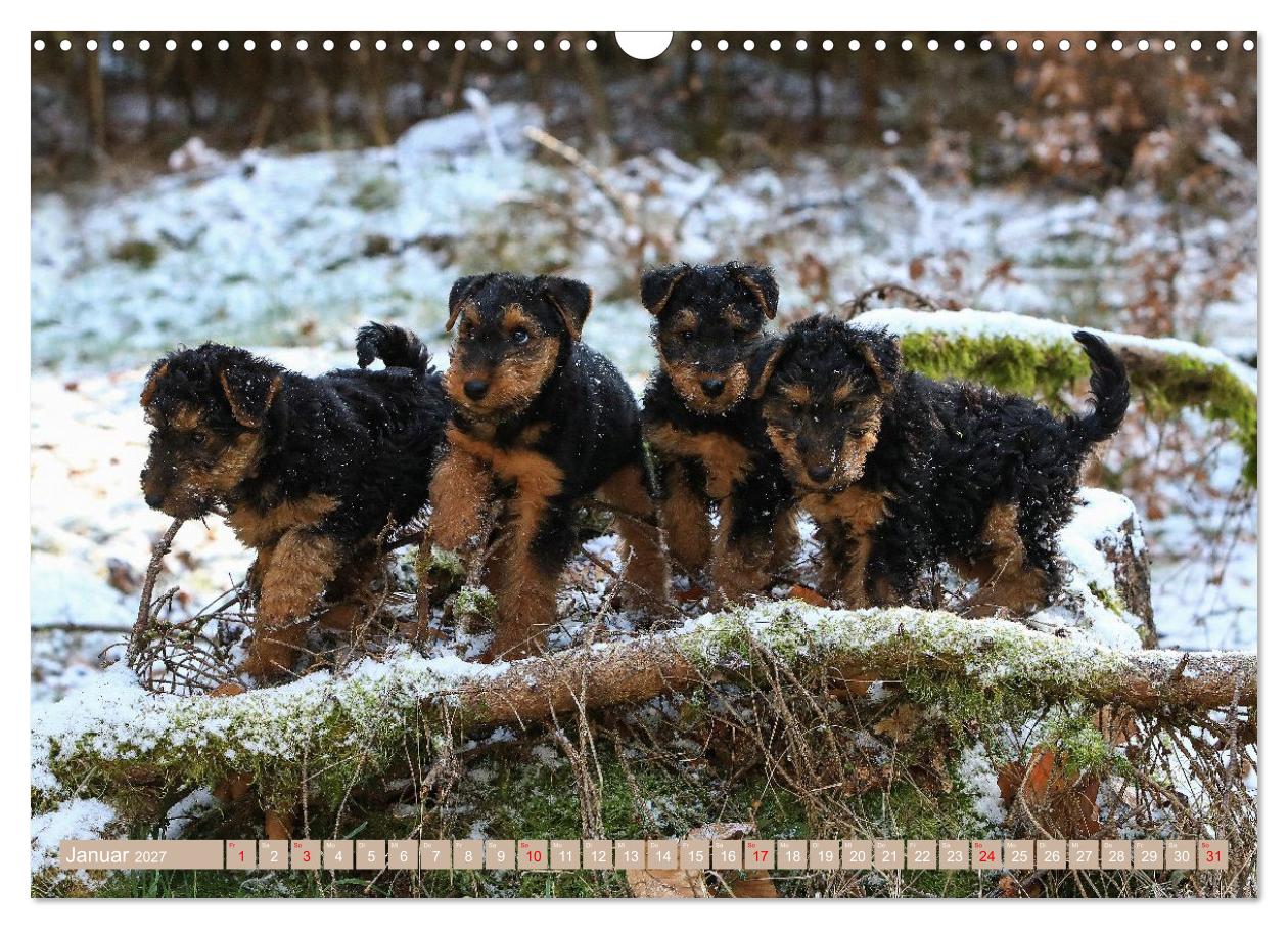 Welsh Terrier Welpen - Kleine Pfoten, großes Glück