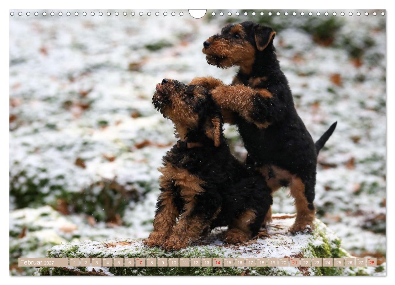 Welsh Terrier Welpen - Kleine Pfoten, großes Glück