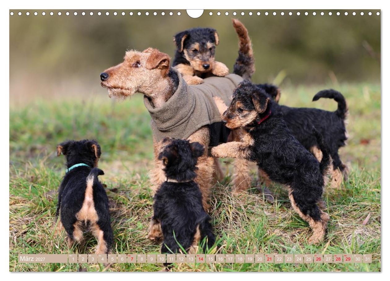 Welsh Terrier Welpen - Kleine Pfoten, großes Glück