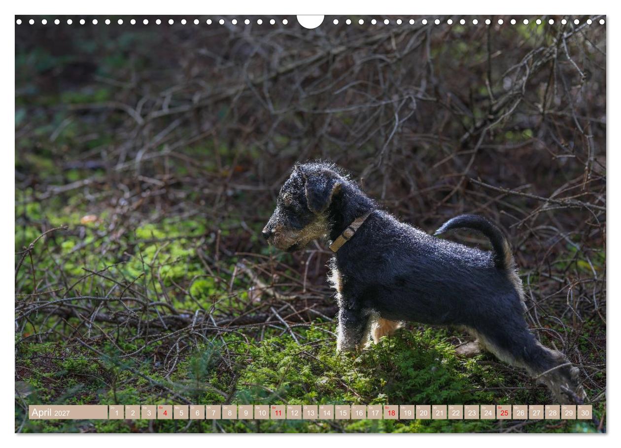 Welsh Terrier Welpen - Kleine Pfoten, großes Glück