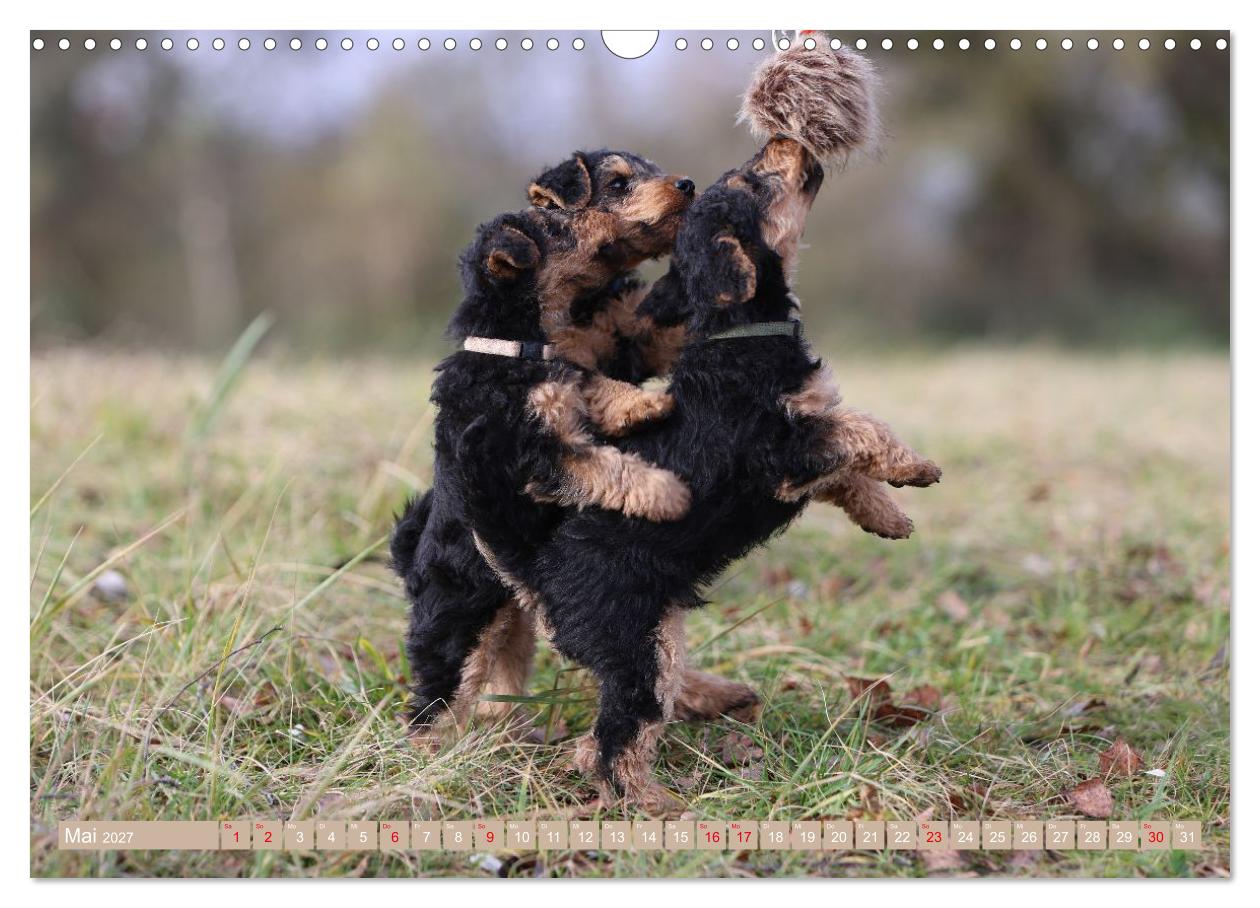 Welsh Terrier Welpen - Kleine Pfoten, großes Glück