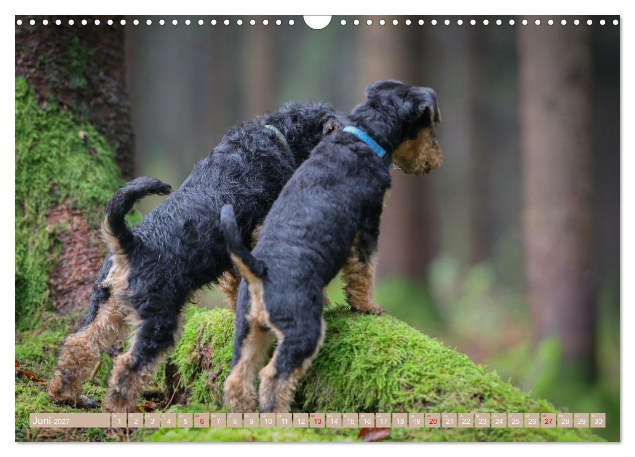 Welsh Terrier Welpen - Kleine Pfoten, großes Glück