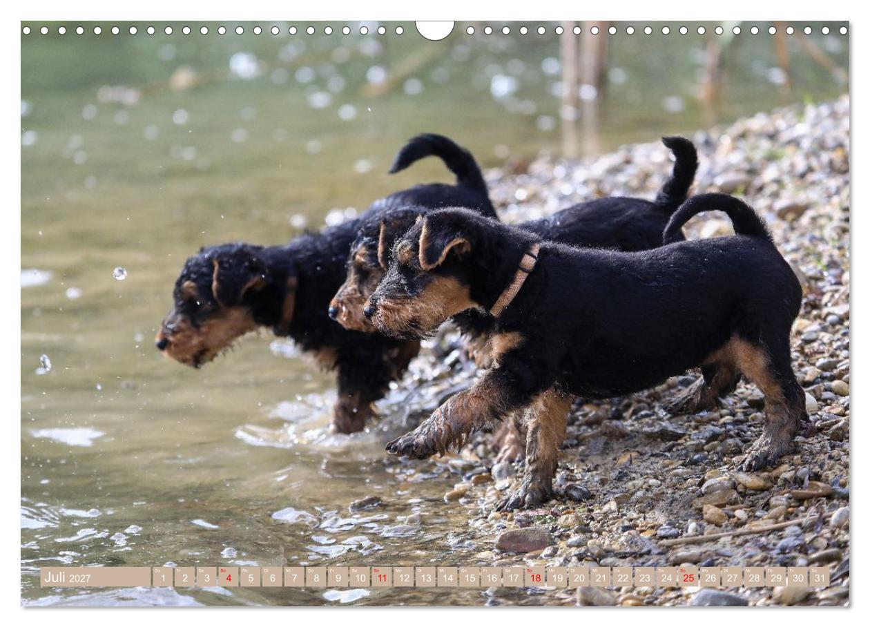 Welsh Terrier Welpen - Kleine Pfoten, großes Glück