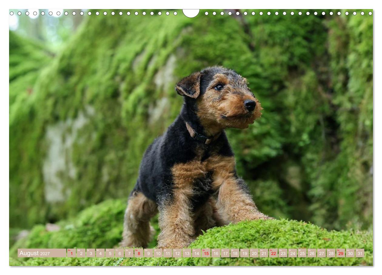 Welsh Terrier Welpen - Kleine Pfoten, großes Glück