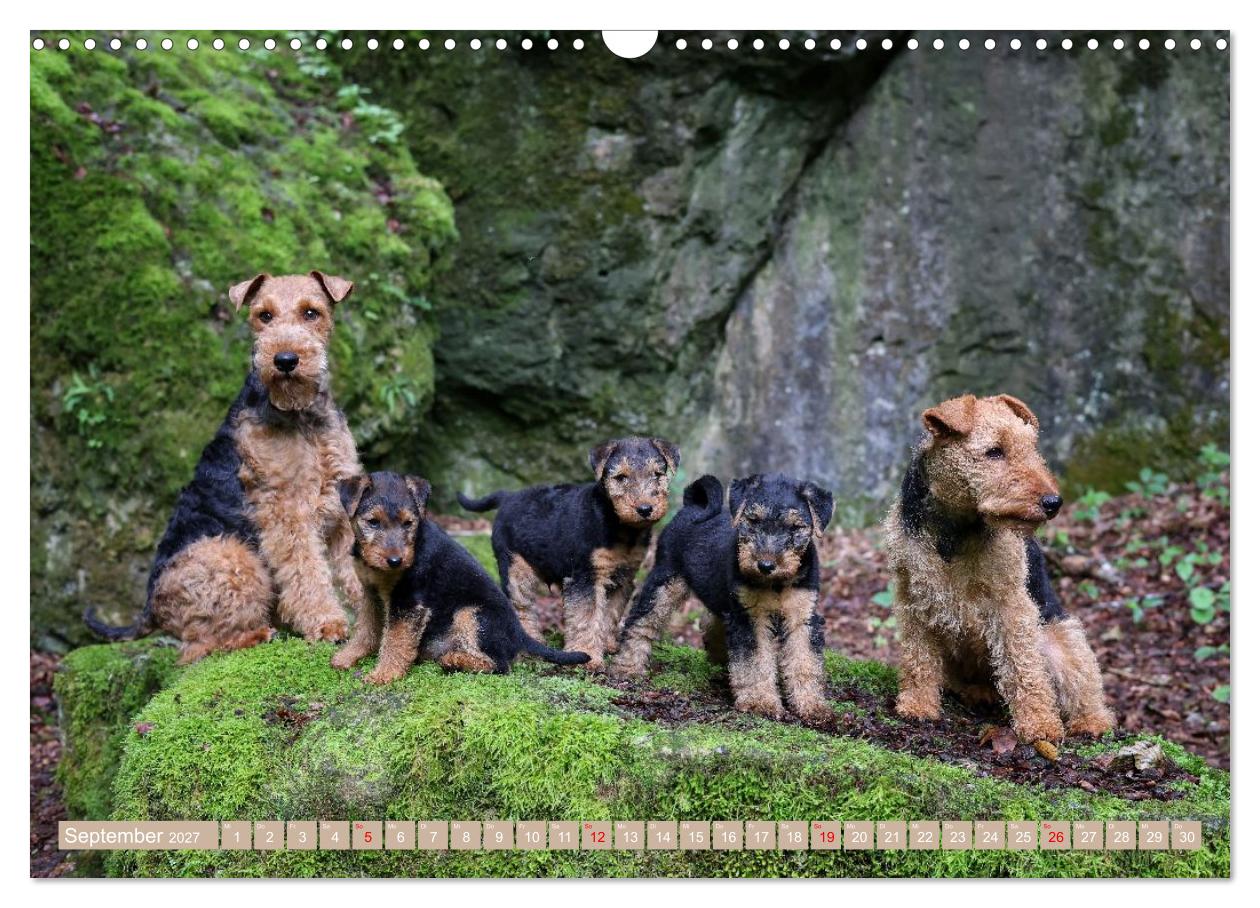 Welsh Terrier Welpen - Kleine Pfoten, großes Glück