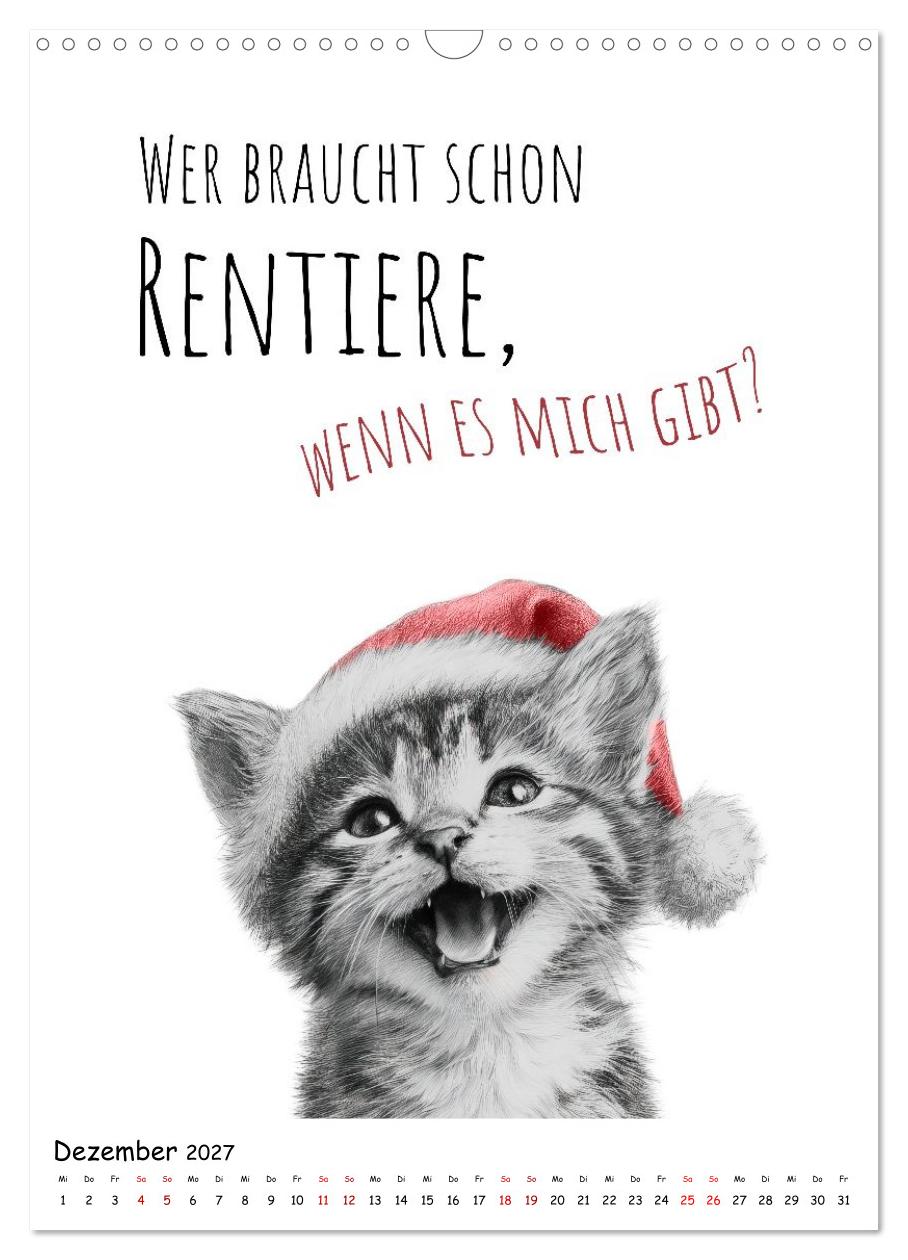 Katzenpower - Charmant, frech und wunderbar eigen