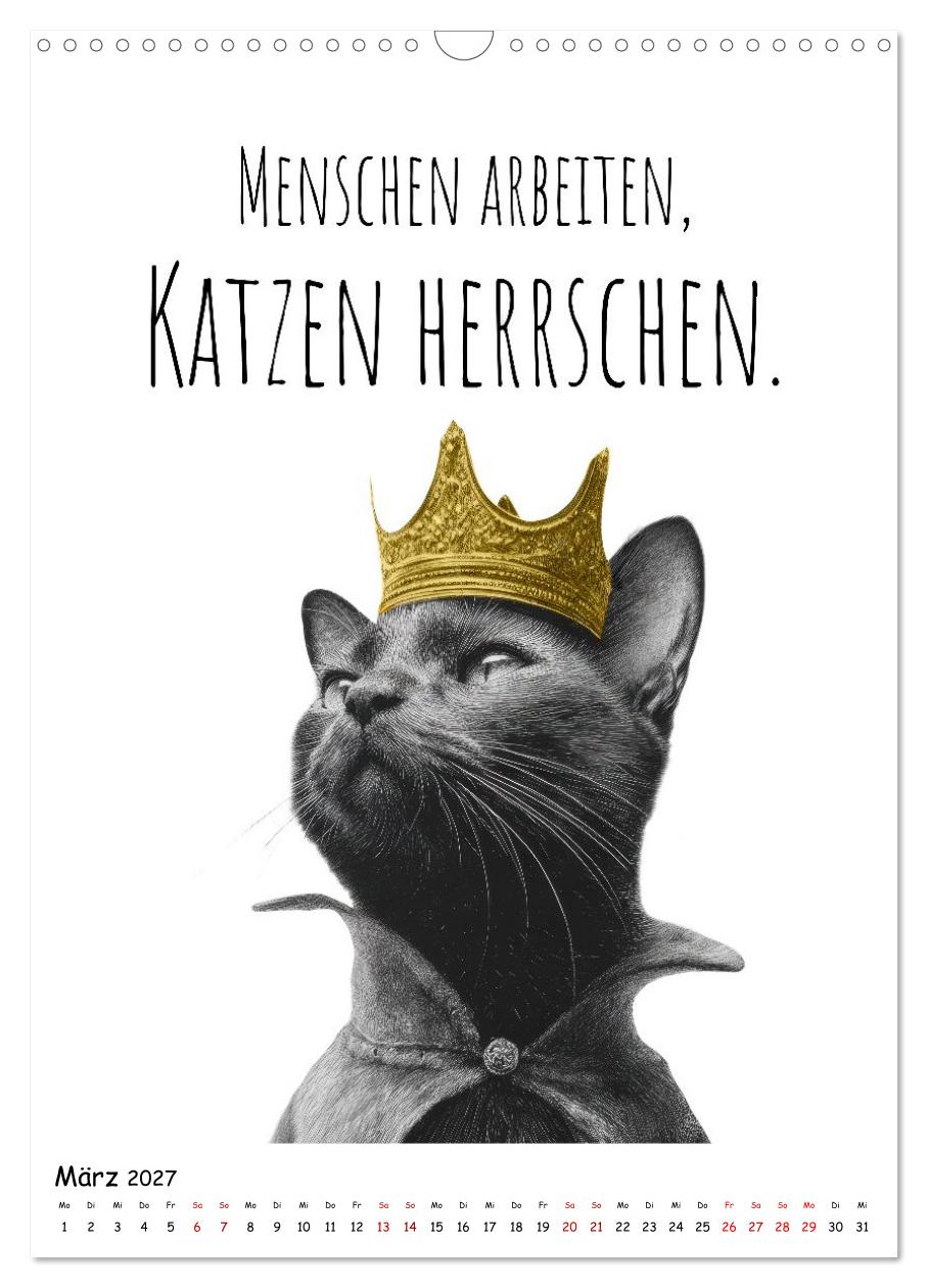 Katzenpower - Charmant, frech und wunderbar eigen