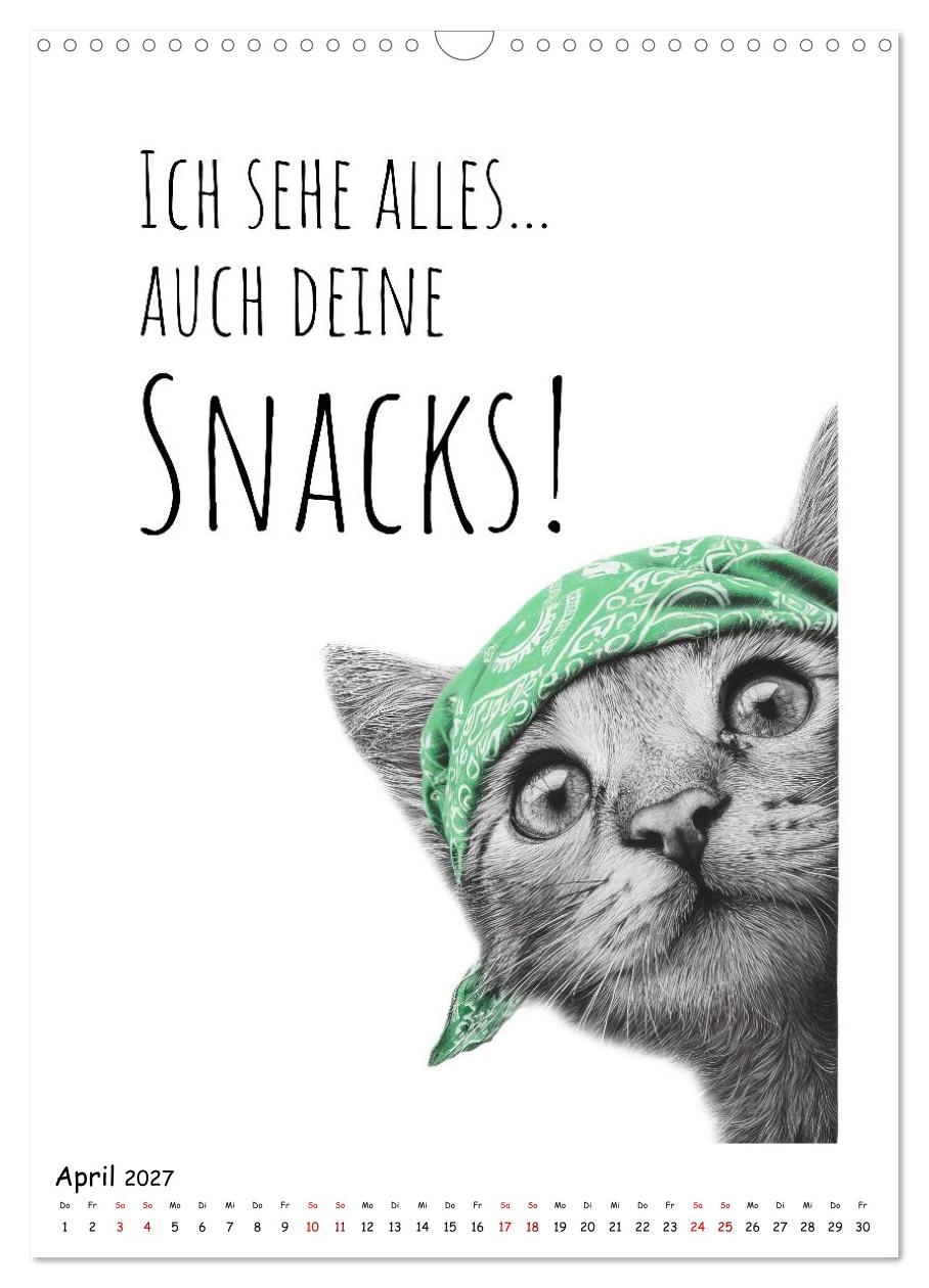 Katzenpower - Charmant, frech und wunderbar eigen