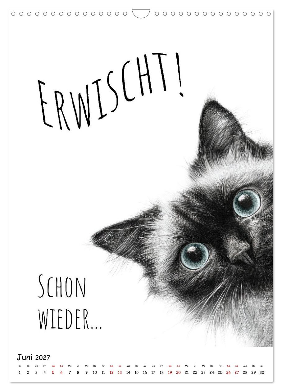 Katzenpower - Charmant, frech und wunderbar eigen