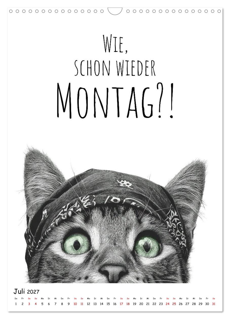 Katzenpower - Charmant, frech und wunderbar eigen