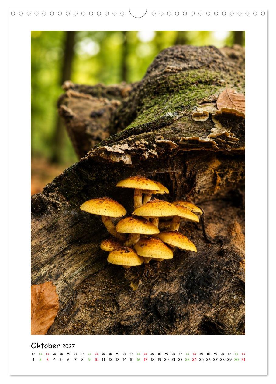 Pilze im Herbstkleid