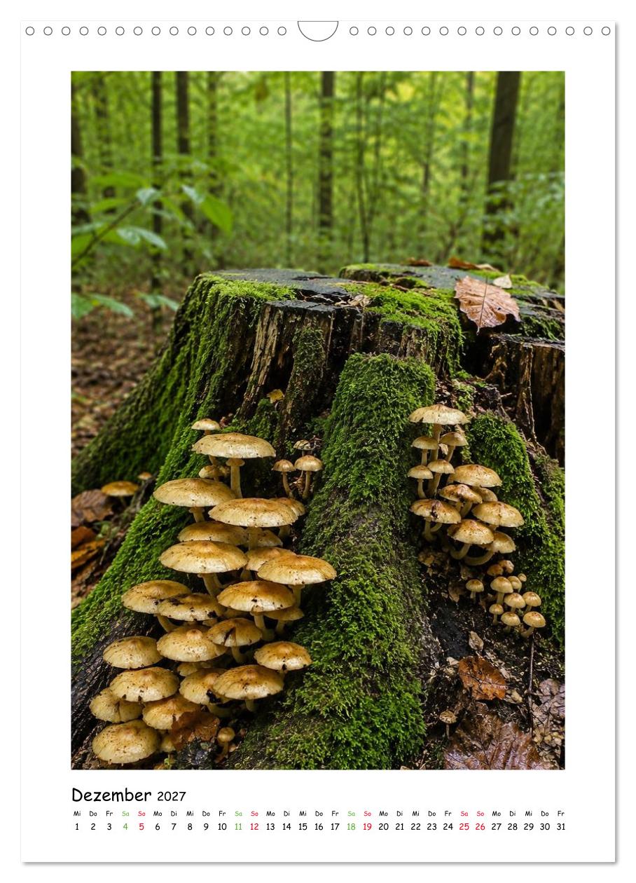 Pilze im Herbstkleid