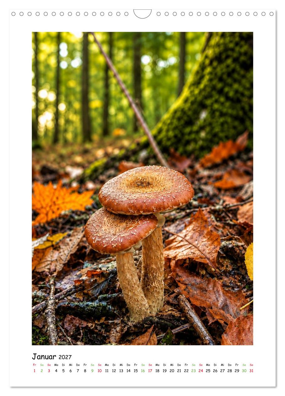 Pilze im Herbstkleid
