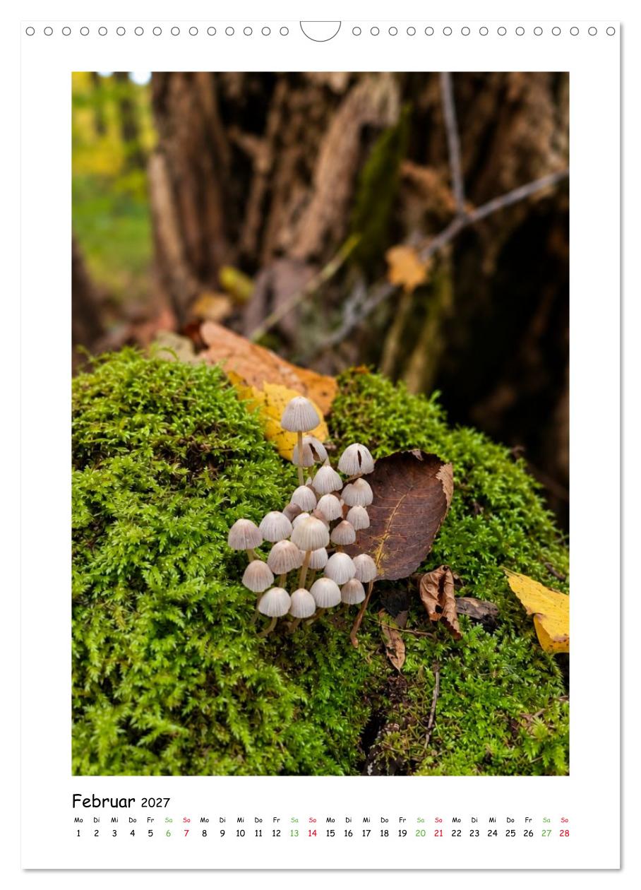 Pilze im Herbstkleid