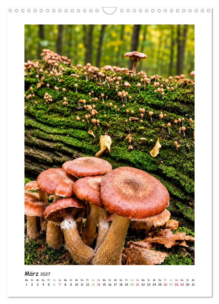Pilze im Herbstkleid