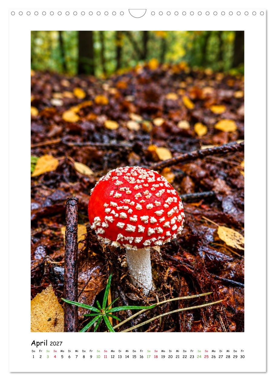 Pilze im Herbstkleid