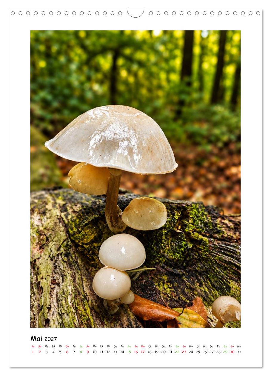 Pilze im Herbstkleid